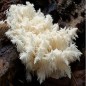 Hericium en poudre Bio