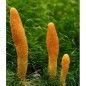 Cordyceps